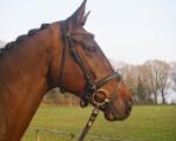 dressage horse Le Beau HK (Hanoverian, 2004, from Lacantus)