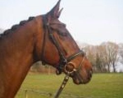 dressage horse Le Beau HK (Hanoverian, 2004, from Lacantus)