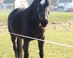 broodmare Winzerin (Hessian Warmblood, 2000, from Westerwald)