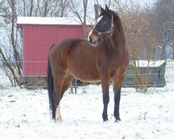 horse Wilhelm (Hessian Warmblood, 1999, from Westerwald)