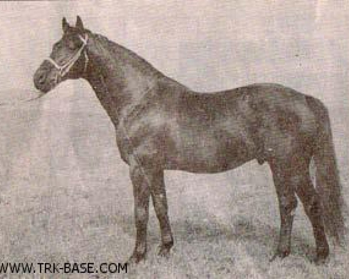 Deckhengst Karneol (Trakehner, 1967, von Impuls)
