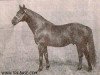 stallion Karneol (Trakehner, 1967, from Impuls)
