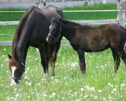 broodmare Ostermärchen (Trakehner, 1986, from Vers I)