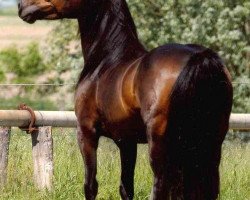 Zuchtstute Bridget Bumblebee (Welsh-Cob (Sek. D), 2001, von Frisian Brenin)