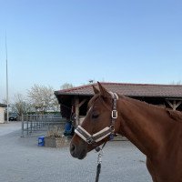 dressage horse Oranjehof's Orlando (German Riding Pony, 2014, from Grenzhoehes Olivier K WE)