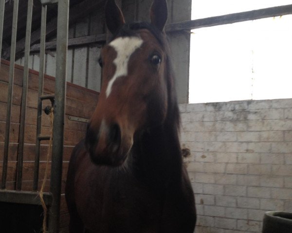 horse Lautinus Checkman (Holsteiner, 2011)