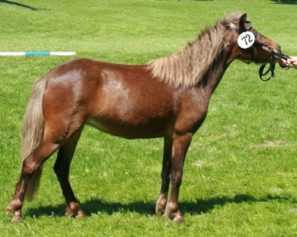 Zuchtstute Farbenfrohs Sugarbaby (Deutsches Classic Pony, 2009, von Fürst Farbenfroh)