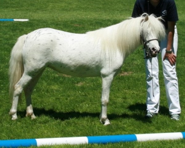 broodmare Kirchweihtals Stracciatella (Dt.Part-bred Shetland pony, 2009, from Fürst Farbenfroh)