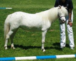 broodmare Kirchweihtals Stracciatella (Dt.Part-bred Shetland pony, 2009, from Fürst Farbenfroh)