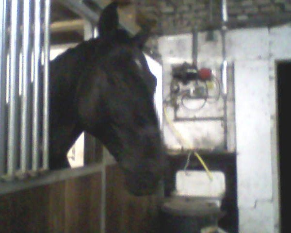 horse Fangoo (Hanoverian, 2002, from Fabriano)