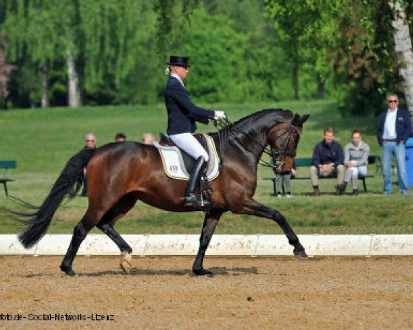 dressage horse Ruby Lady 2 (Oldenburg, 2003, from Rohdiamant)