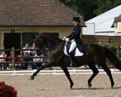 dressage horse Rangoon (Oldenburg, 1997, from Rubinstein I)