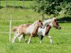 broodmare Maxi (Shetland Pony, 1997, from Benni)