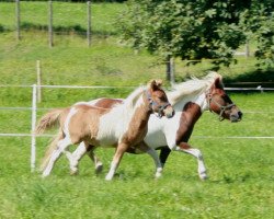 Zuchtstute Maxi (Shetland Pony, 1997, von Benni)