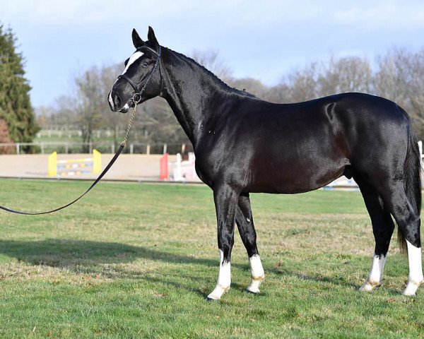 stallion Melissas Sydney (KWPN (Royal Dutch Sporthorse), 2017, from Emerald van 't Ruytershof)