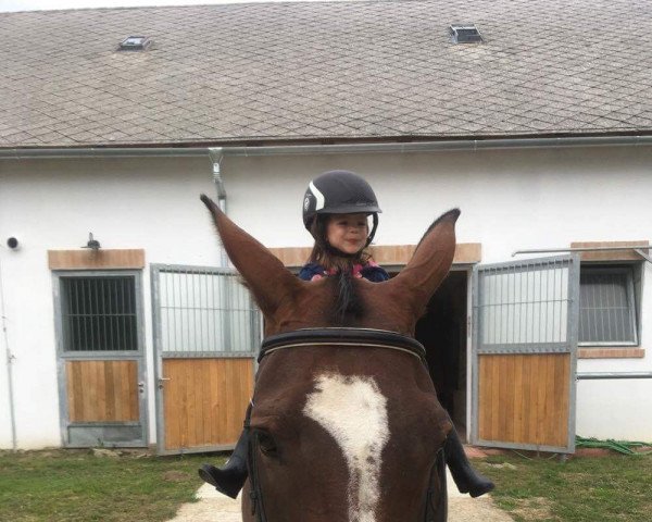 broodmare Celine 205 (German Sport Horse, 2006, from Corrado jr.)