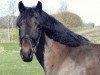 dressage horse Sunny (German Riding Pony, 2005)