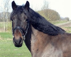 dressage horse Sunny (German Riding Pony, 2005)