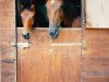 broodmare Anastasia (Bavarian, 1989, from Atlantik)