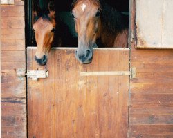 broodmare Anastasia (Bavarian, 1989, from Atlantik)