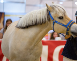 Dressurpferd Donald 557 (Fjordpferd, 2007, von Kunar)