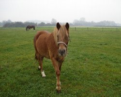 Pferd Candy (Deutsches Reitpony, 2001, von Claus)