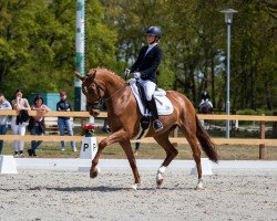 dressage horse Bonheur de la coeur (Hanoverian, 2016, from Breitling W)