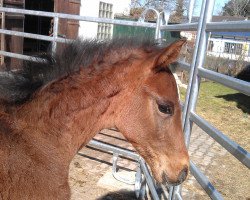 dressage horse Sir Henry (Westphalian, 2013, from Sir Heinrich OLD)