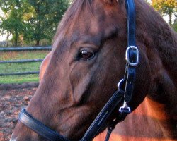 broodmare Udima xx (Thoroughbred, 2004, from Swinging Dancer xx)