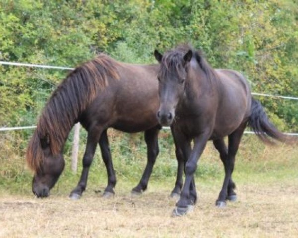 horse Naðir von VindFaxi (Iceland Horse, 2007, from Naskur-Skjóni vom Wiesenhof)