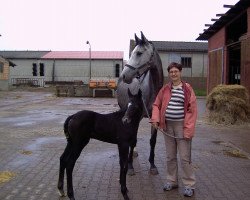 Zuchtstute Gina (Sachse, 2004, von Adelante I)