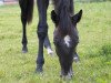 jumper Caspio (German Sport Horse, 2011, from Careras)