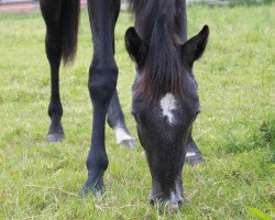 jumper Caspio (German Sport Horse, 2011, from Careras)