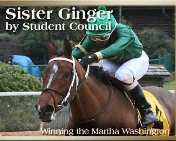 Pferd Sister Ginger xx (Englisches Vollblut, 2010, von Student Council xx)