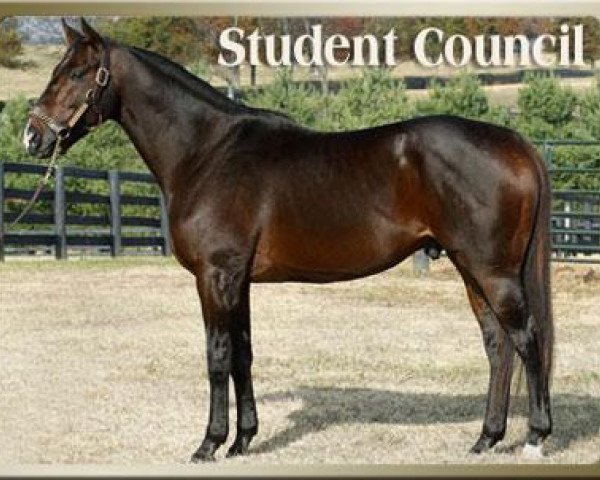 stallion Student Council xx (Thoroughbred, 2002, from Kingmambo xx)