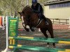 jumper Schoensgreen Raffina (German Riding Pony, 2007, from Nino)