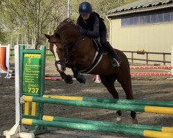 jumper Schoensgreen Raffina (German Riding Pony, 2007, from Nino)