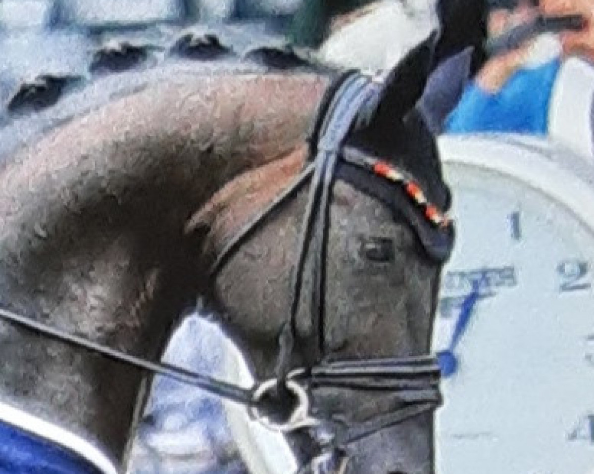 Deckhengst Don Martillo (Hannoveraner, 2012, von Don Juan de Hus)