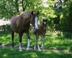 broodmare Padija (German Riding Pony, 1994, from Playback)