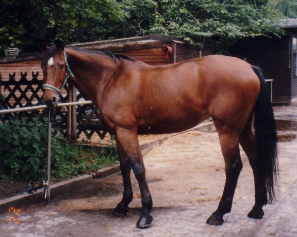 horse Lorelei 37 (Noble Warmblood, 1983, from Dorado)