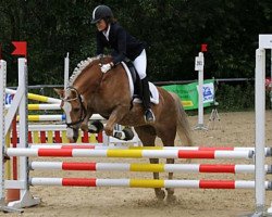 Pferd Maja (Haflinger, 1997, von Moreno)