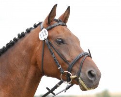 jumper Tollkühn (Trakehner, 2002, from Lafayette)