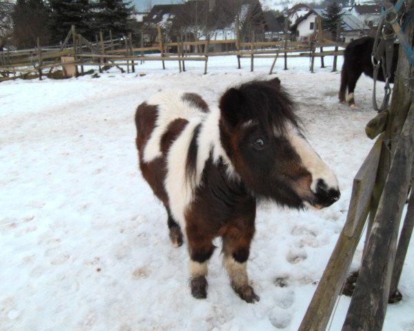 horse Piccolina (Shetland Pony,  )