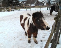 Pferd Piccolina (Shetland Pony,  )