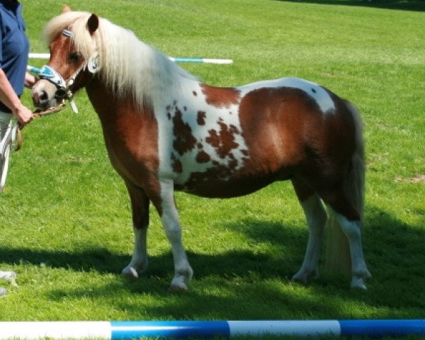 Zuchtstute Mareike (Shetland Pony, 2009, von Bubba)