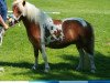 broodmare Mareike (Shetland Pony, 2009, from Bubba)