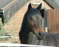 broodmare Cinderella (Oldenburg, 1996, from Carolus I)