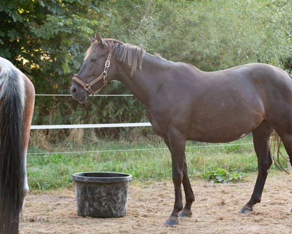 horse Paradoxite MD (German Warmblood, 2014, from Fantastic)