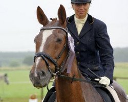 dressage horse Madras 107 (Edles Warmblut, 1990, from Midas xx)