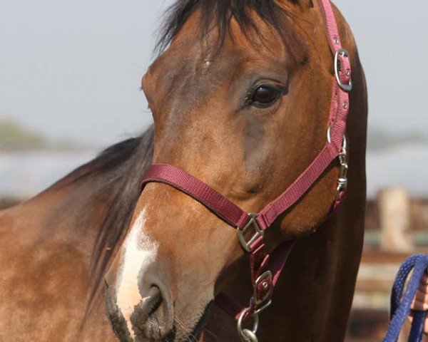broodmare Tamellie (KWPN (Royal Dutch Sporthorse), 2000, from Carthago)